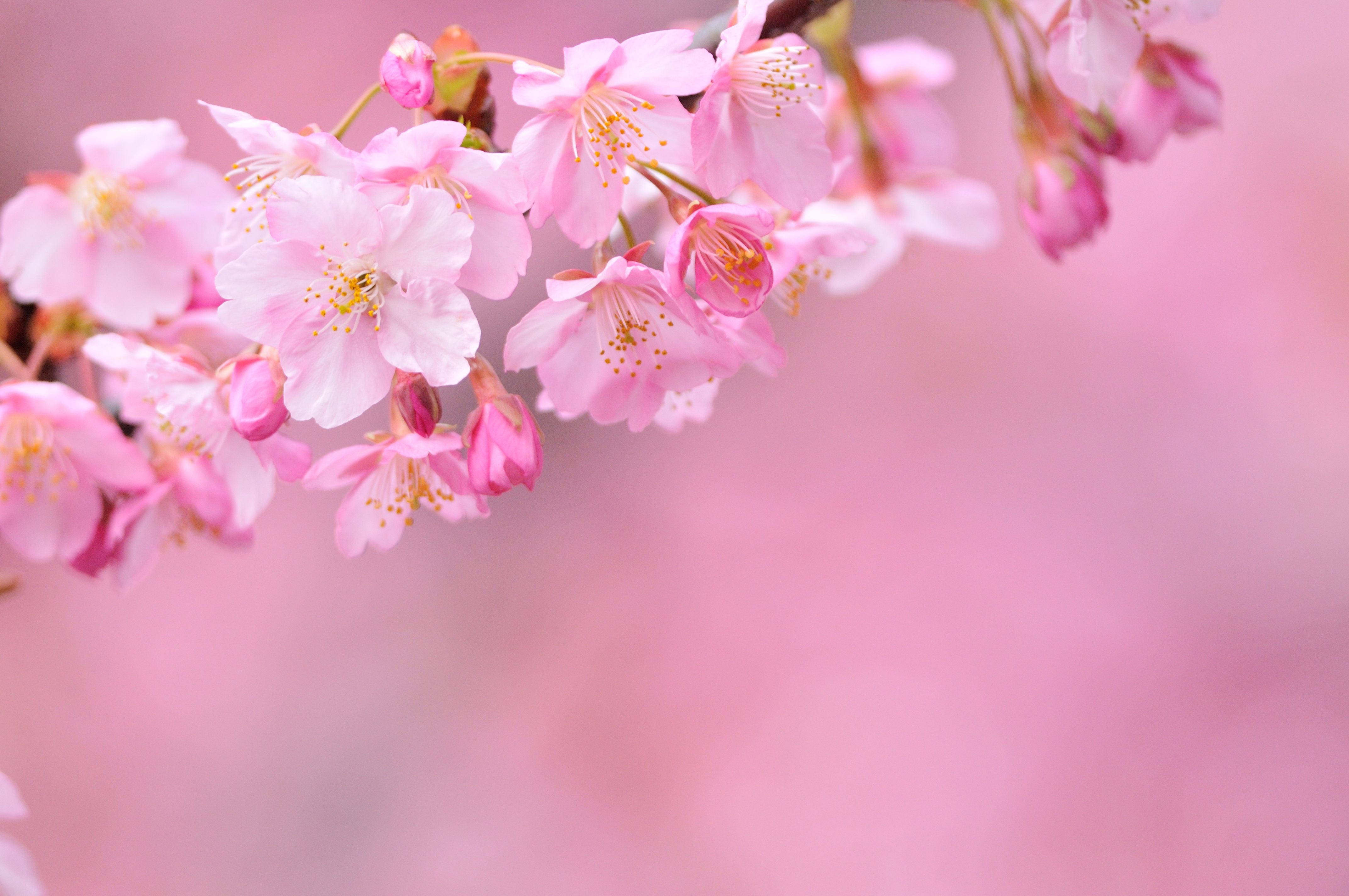 Wallpapers spring bloom branch on the desktop