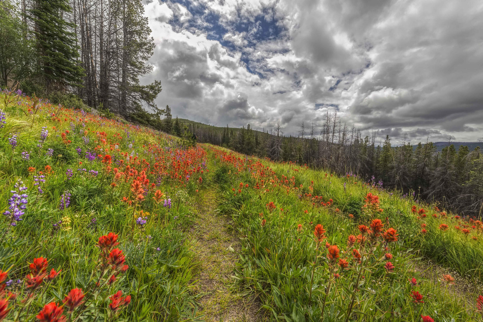 Wallpapers path field flowers on the desktop