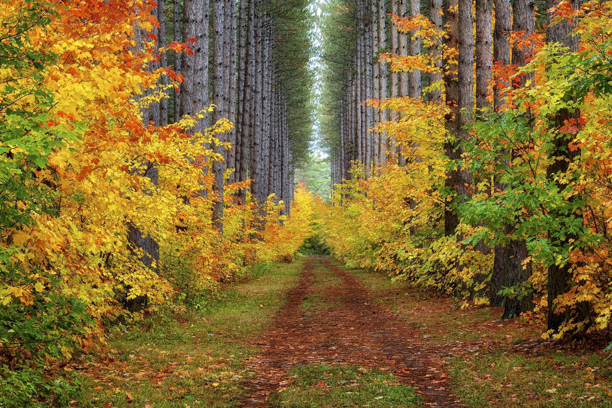 Wallpapers trees gravel road fallen leaves on the desktop