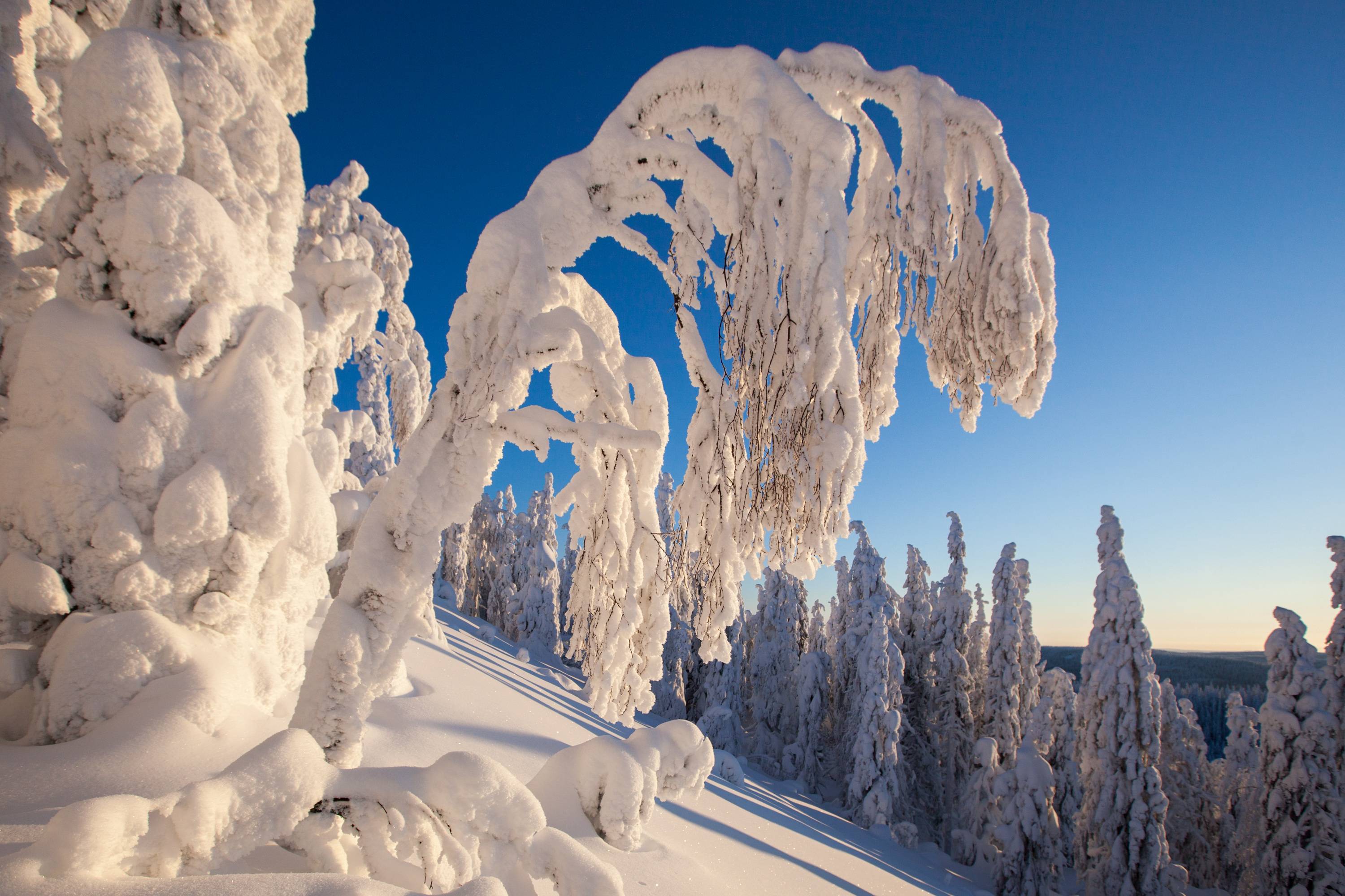 Wallpapers Finland Lieksa winter on the desktop