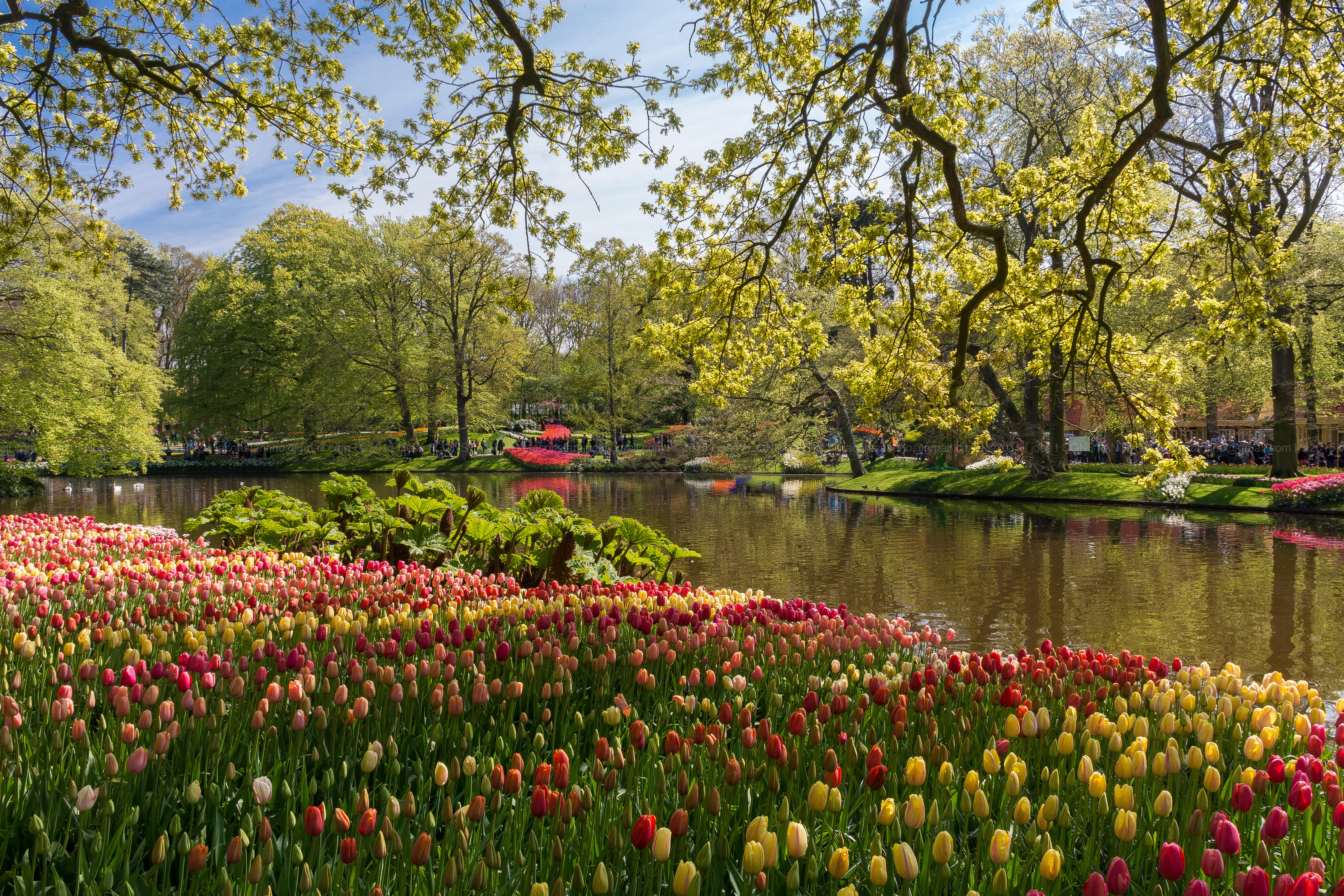 Wallpapers Keukenhof Liss South Holland Netherlands on the desktop