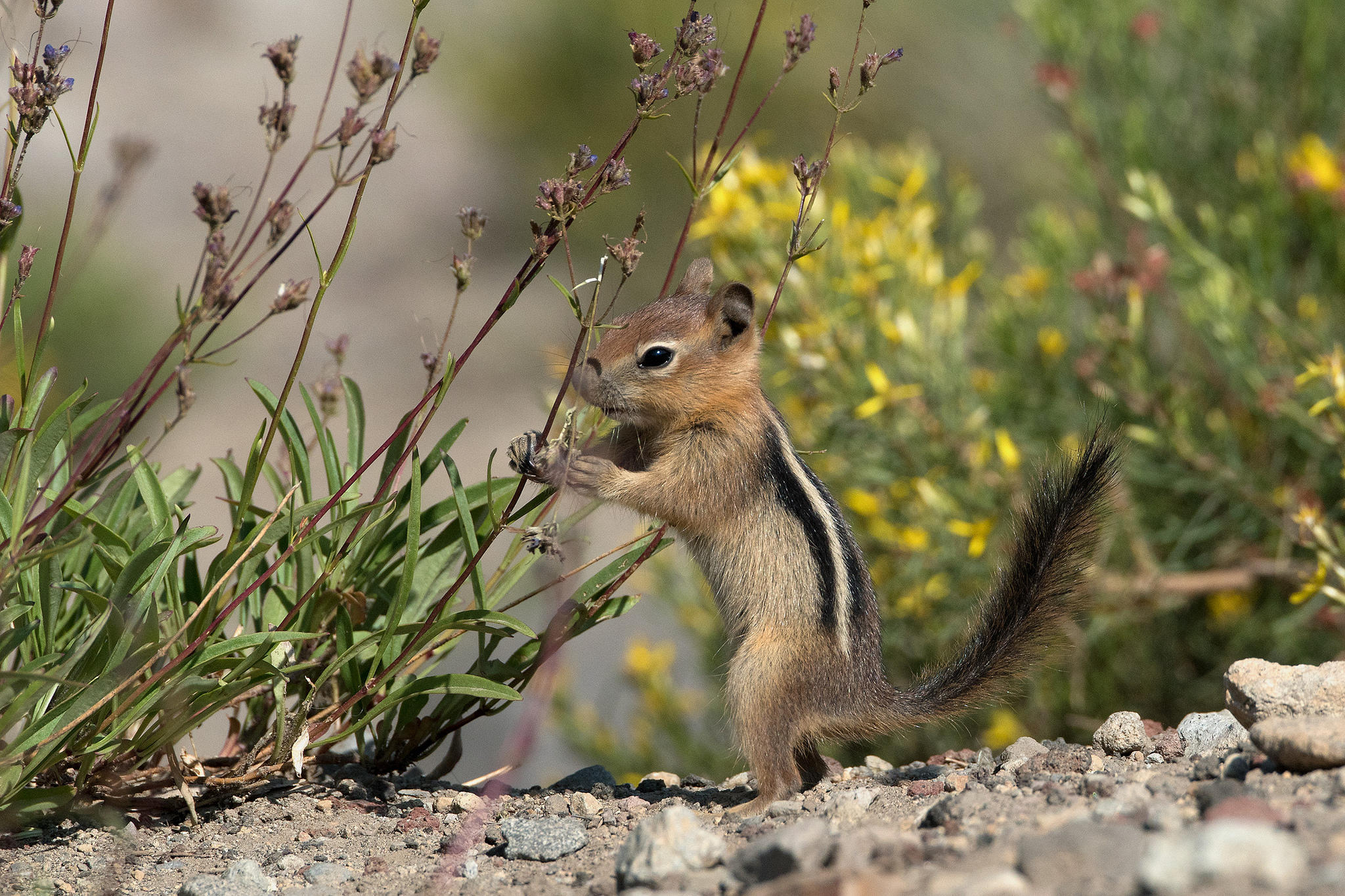 Wallpapers Chipmunk rodent animal on the desktop