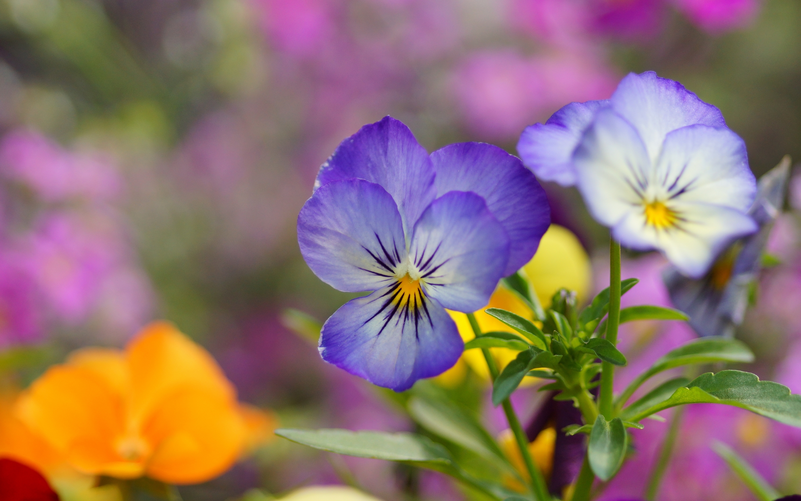 Wallpapers pansies petals blue on the desktop