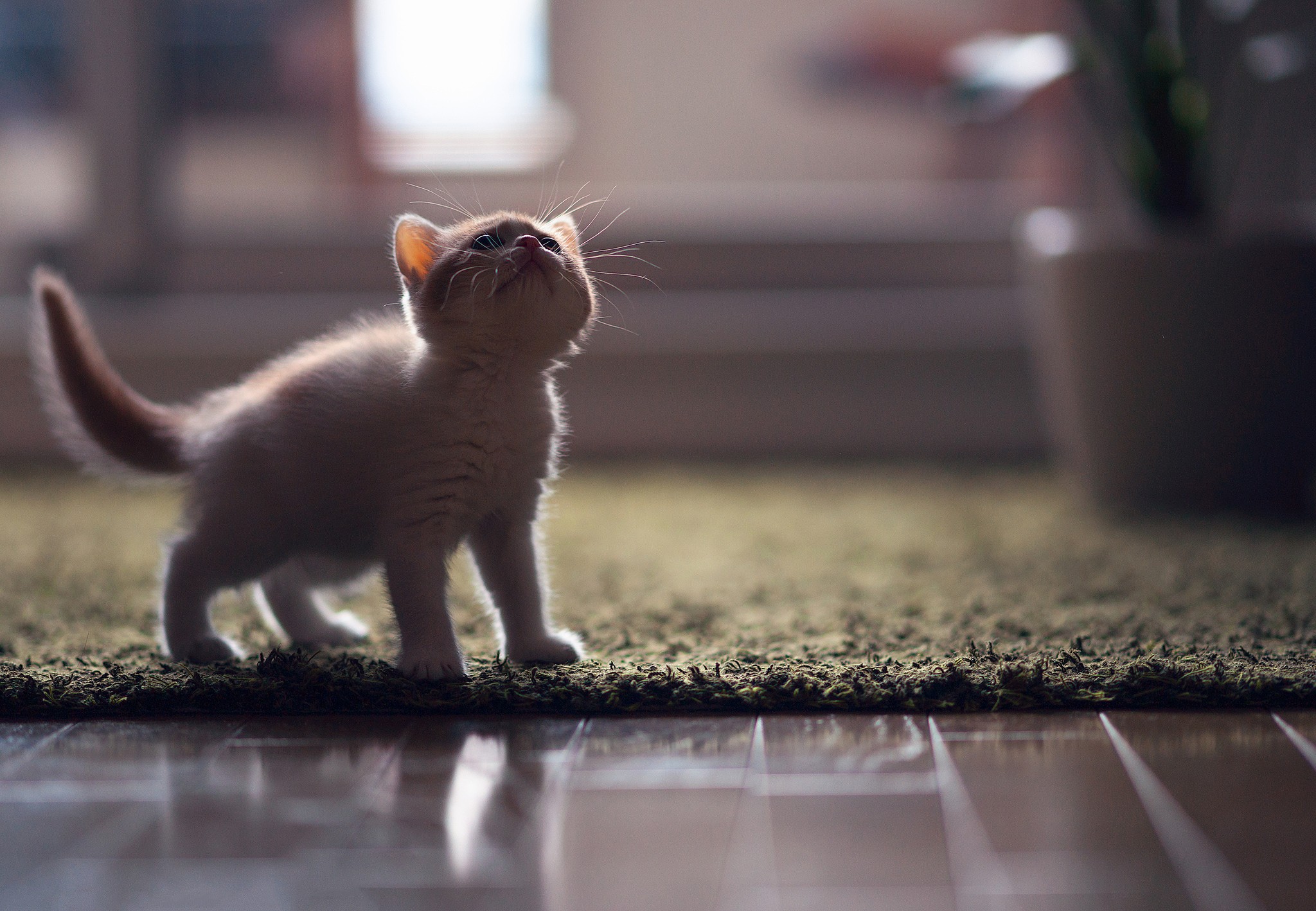 Wallpapers kitten floor carpet on the desktop