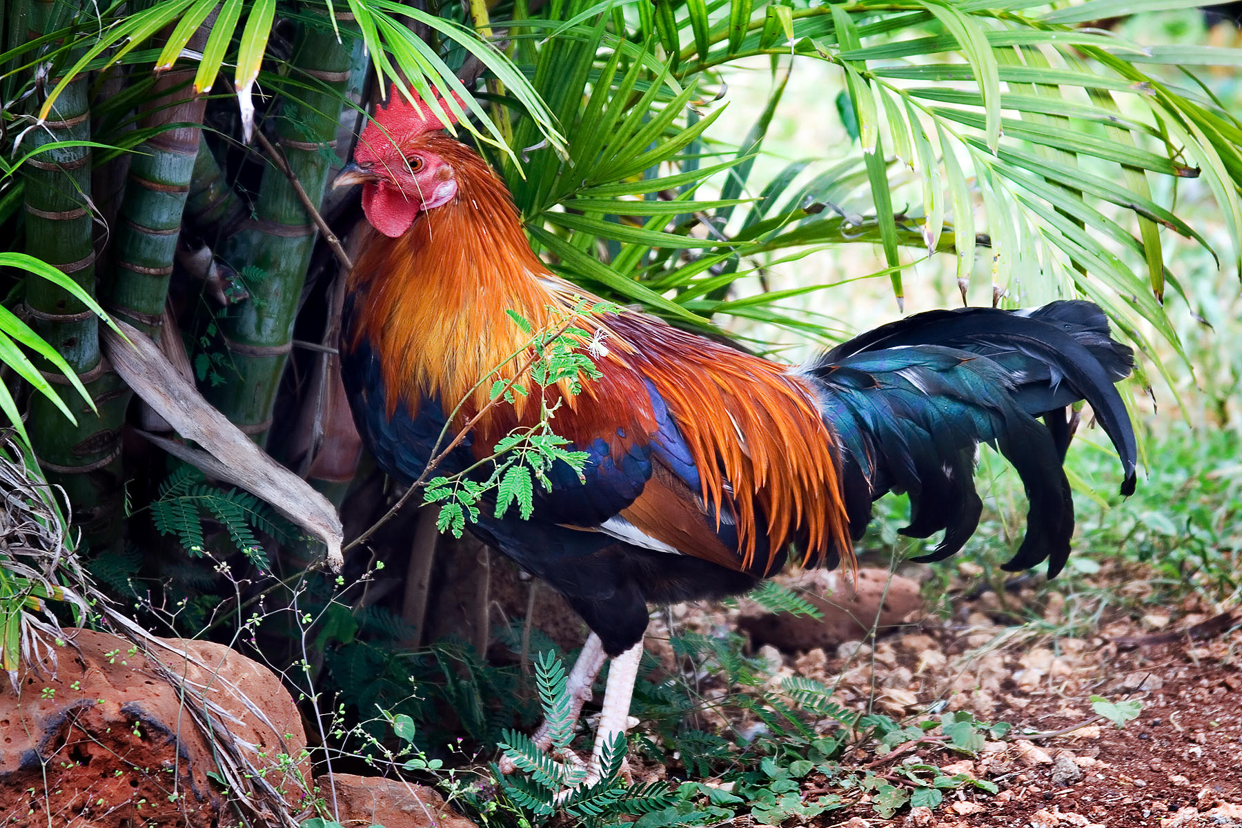 Wallpapers rooster birds palm leaves on the desktop