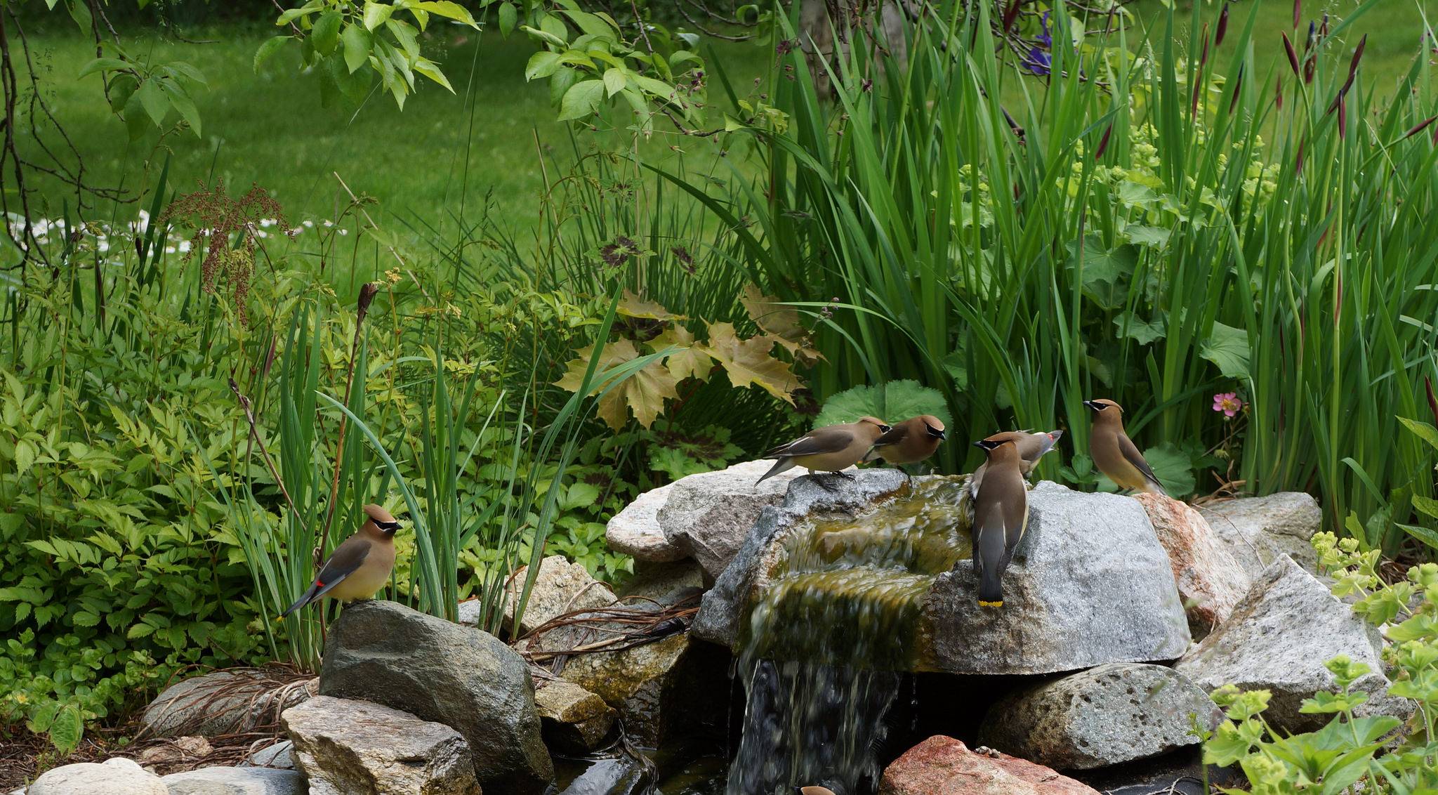 Wallpapers stones waterfall plants on the desktop