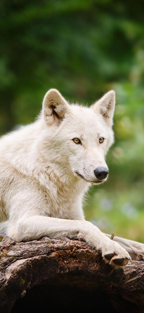 Обои волк пес белый волк на рабочий стол