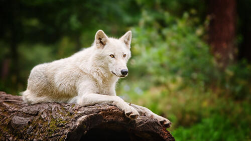 Обои волк пес белый волк на рабочий стол