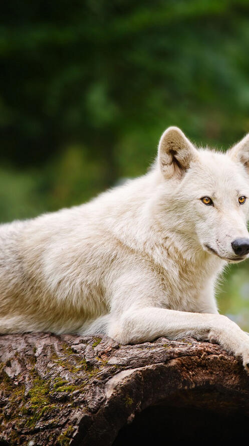Обои волк пес белый волк на рабочий стол