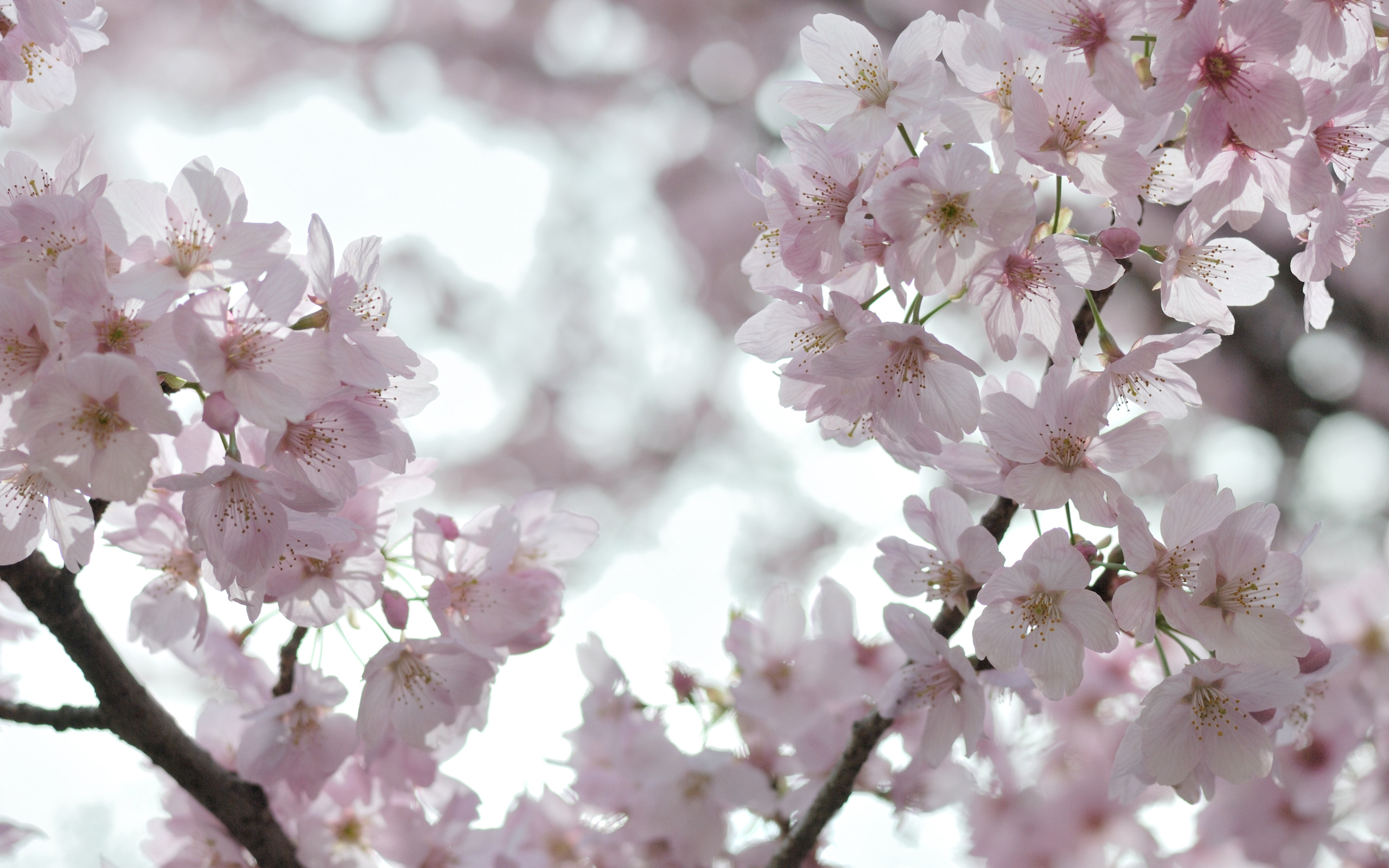 Wallpapers white bloom flowers on the desktop