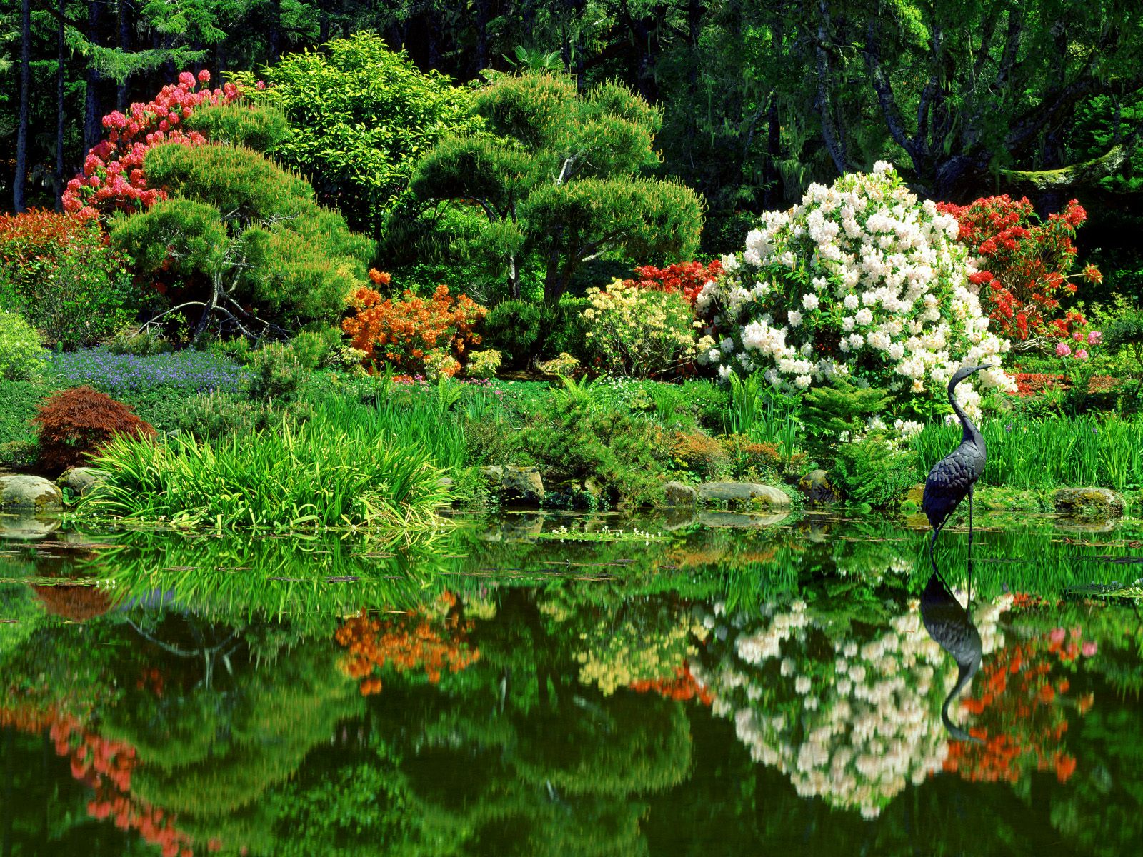 湖面上美丽花丛中的白鹭