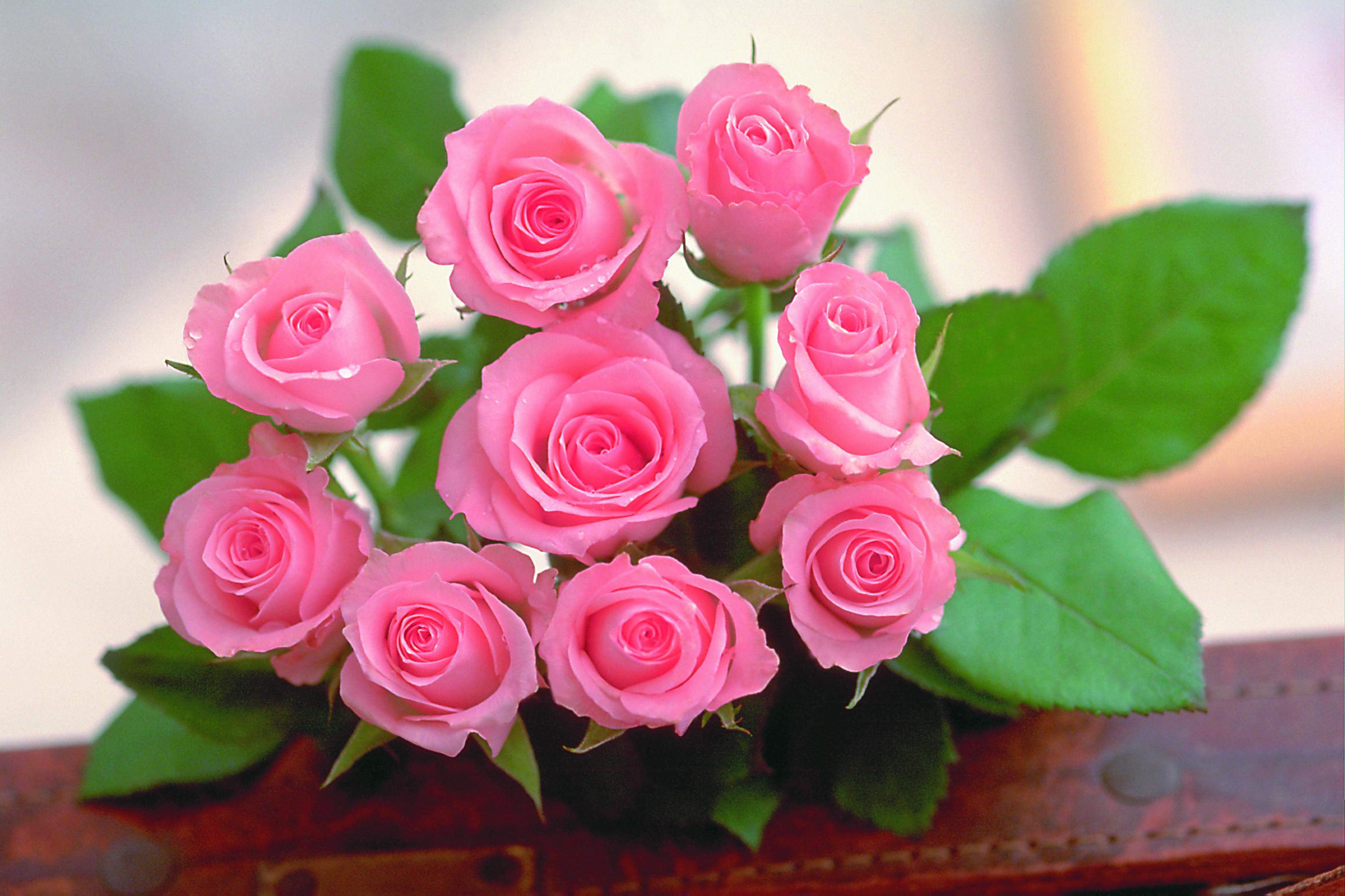 桌面上的壁纸玫瑰 粉红色 花瓣