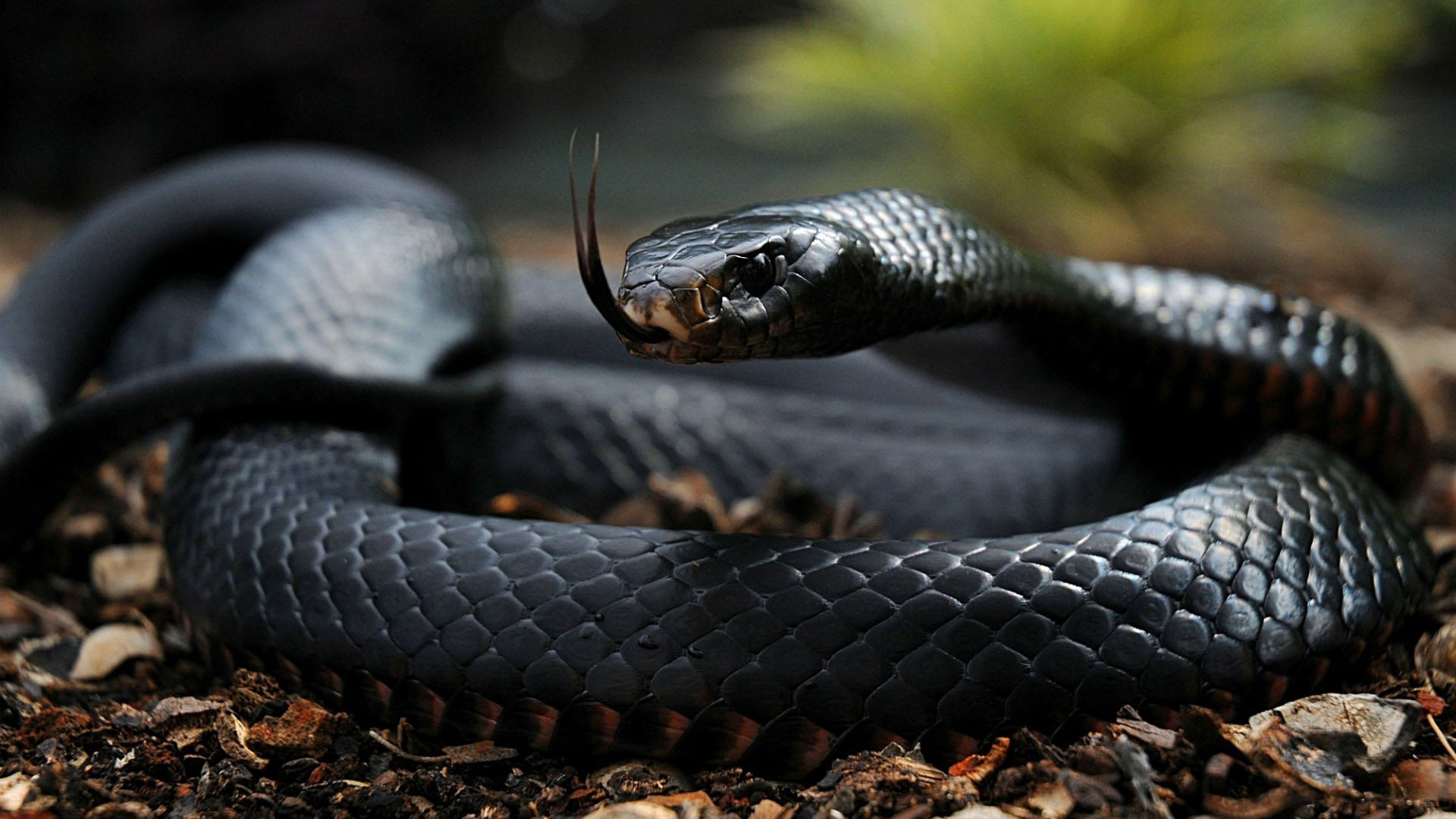 Wallpapers snake black mamba eyes on the desktop