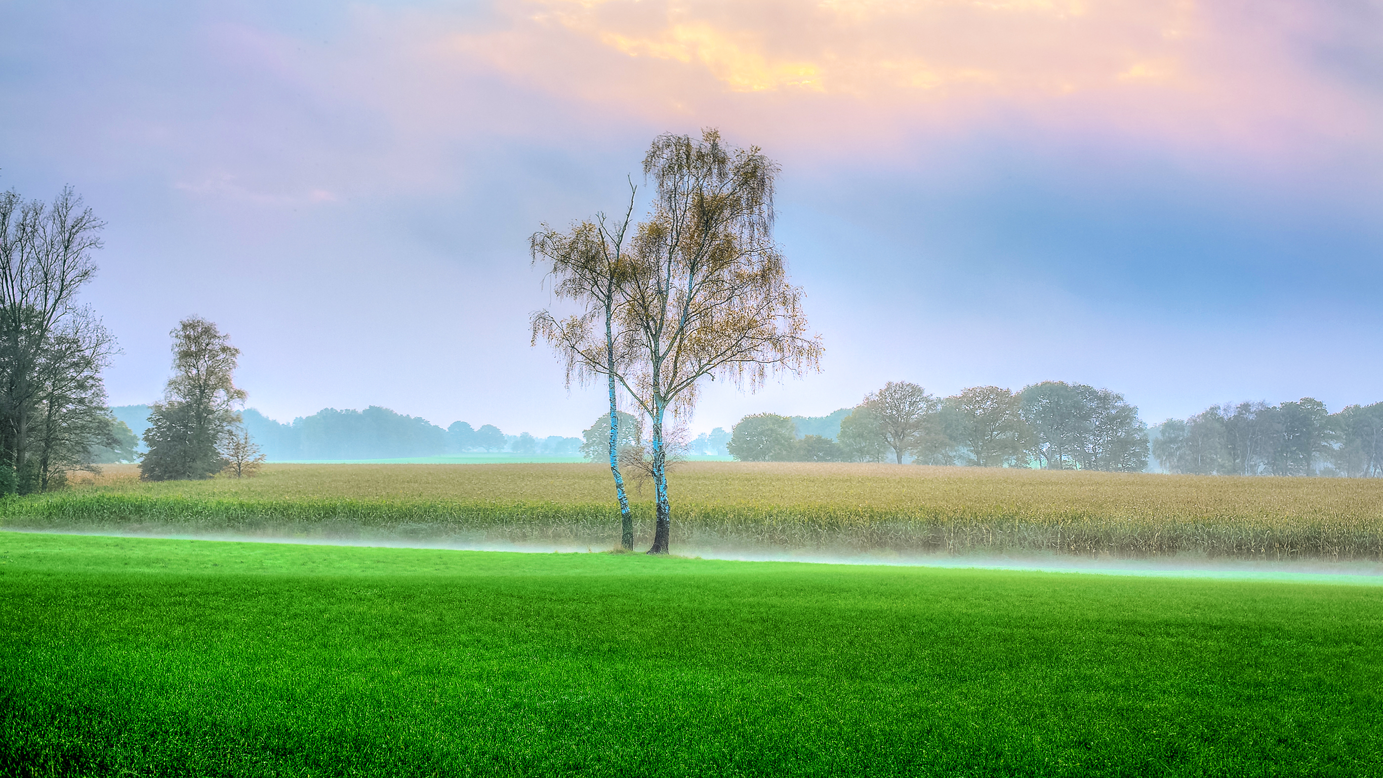 Wallpapers field fog trees on the desktop