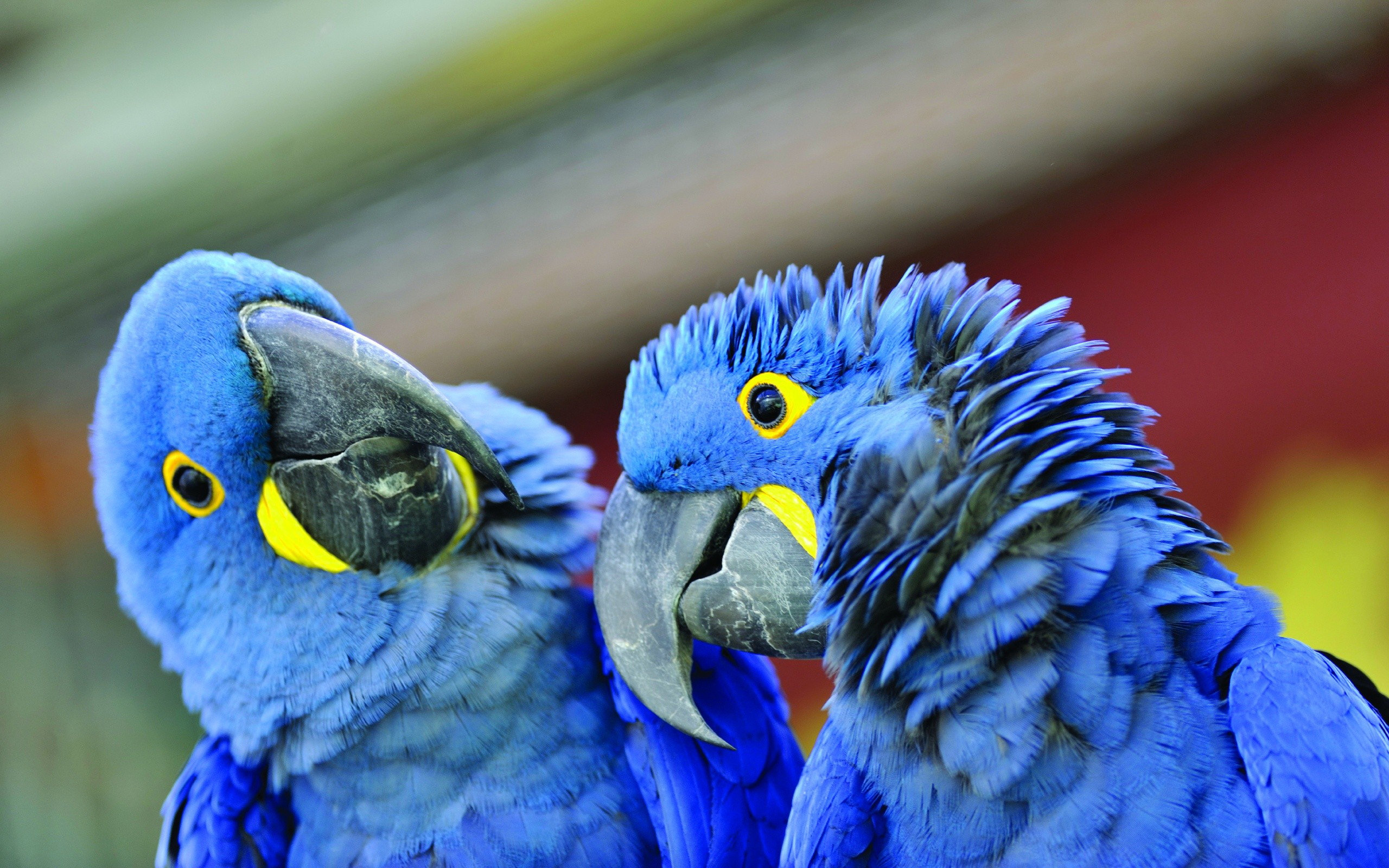 Wallpapers parrots wings beak on the desktop