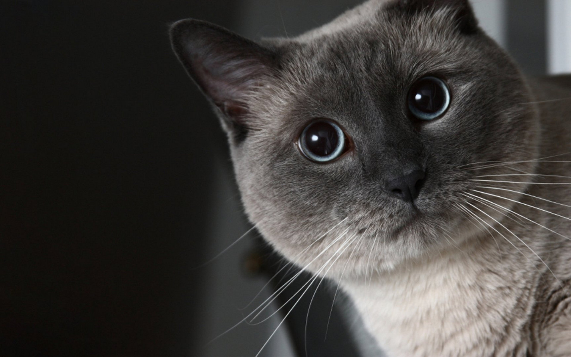 Wallpapers cat Siamese muzzle on the desktop