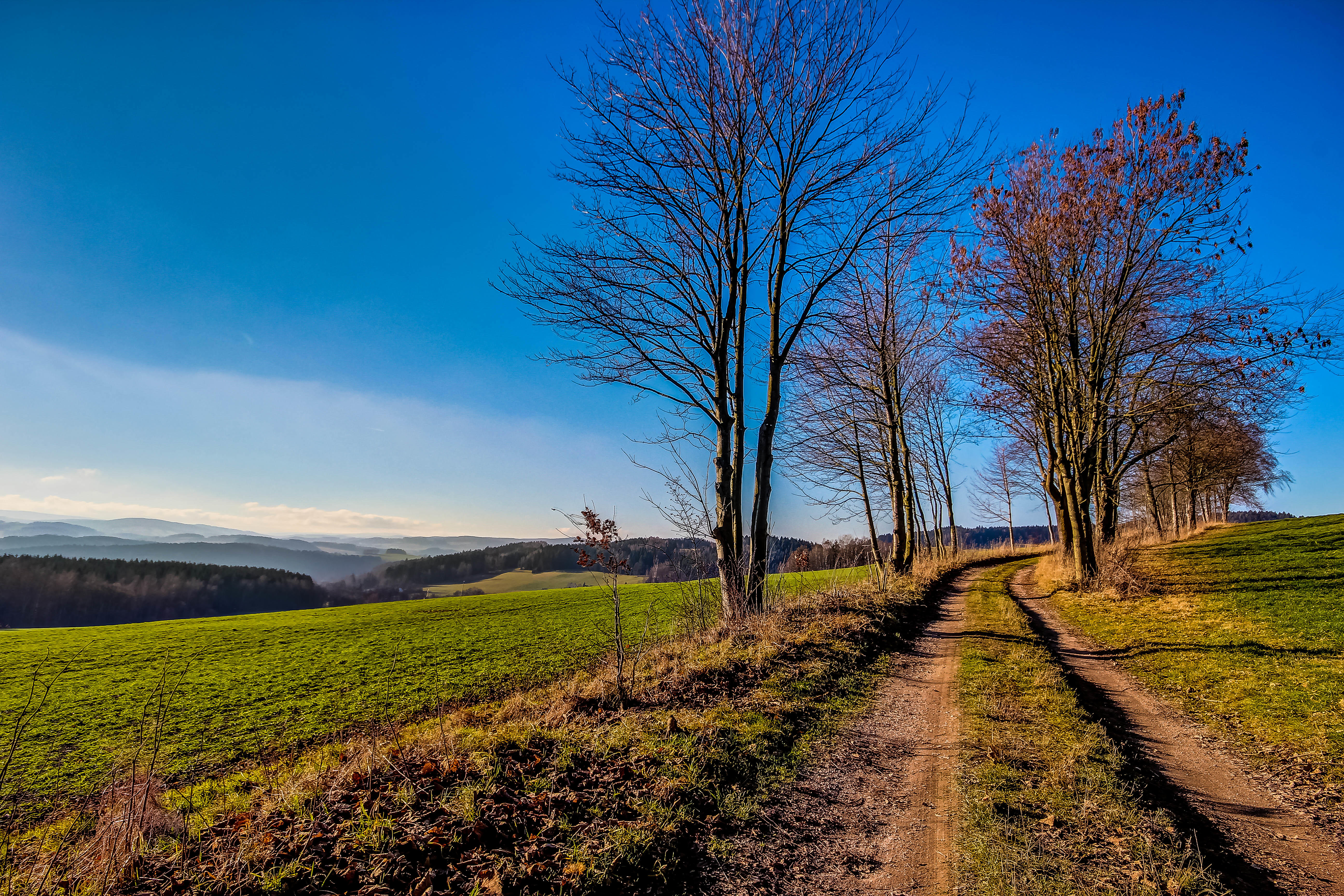 Wallpapers path forest trail on the desktop