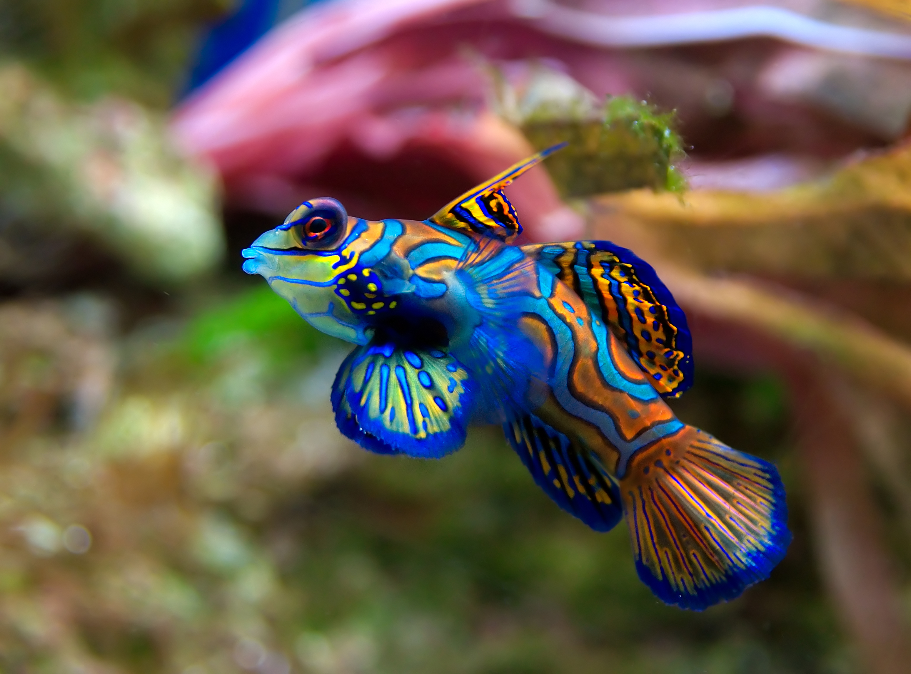 免费照片一种不寻常的蓝色鱼类