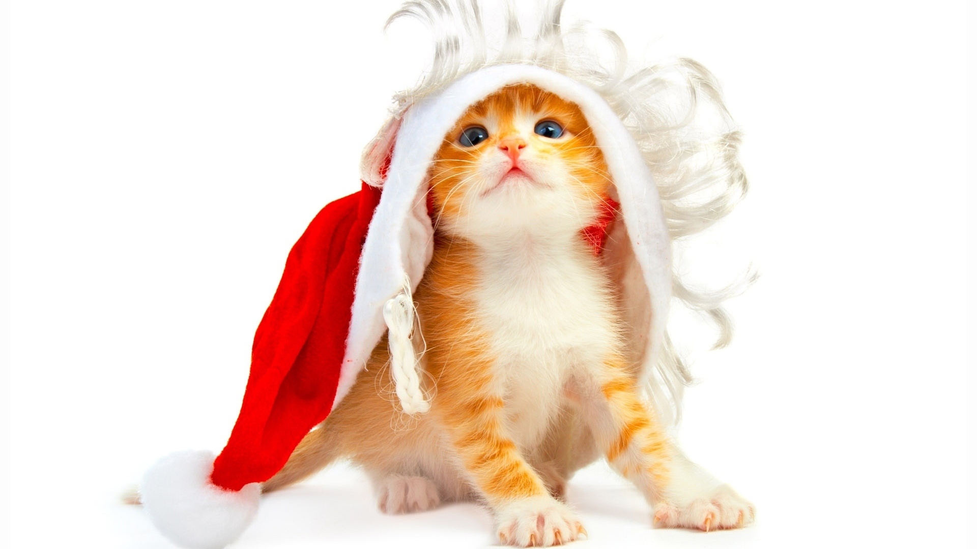 Wallpapers kitten red costume on the desktop