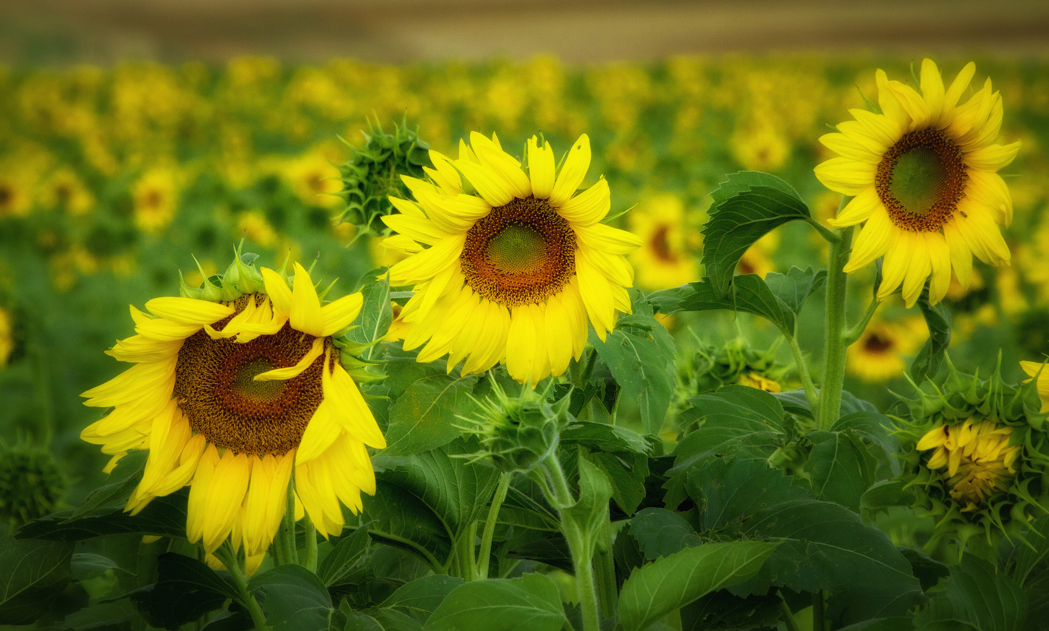 Wallpapers large field many sunflowers field on the desktop