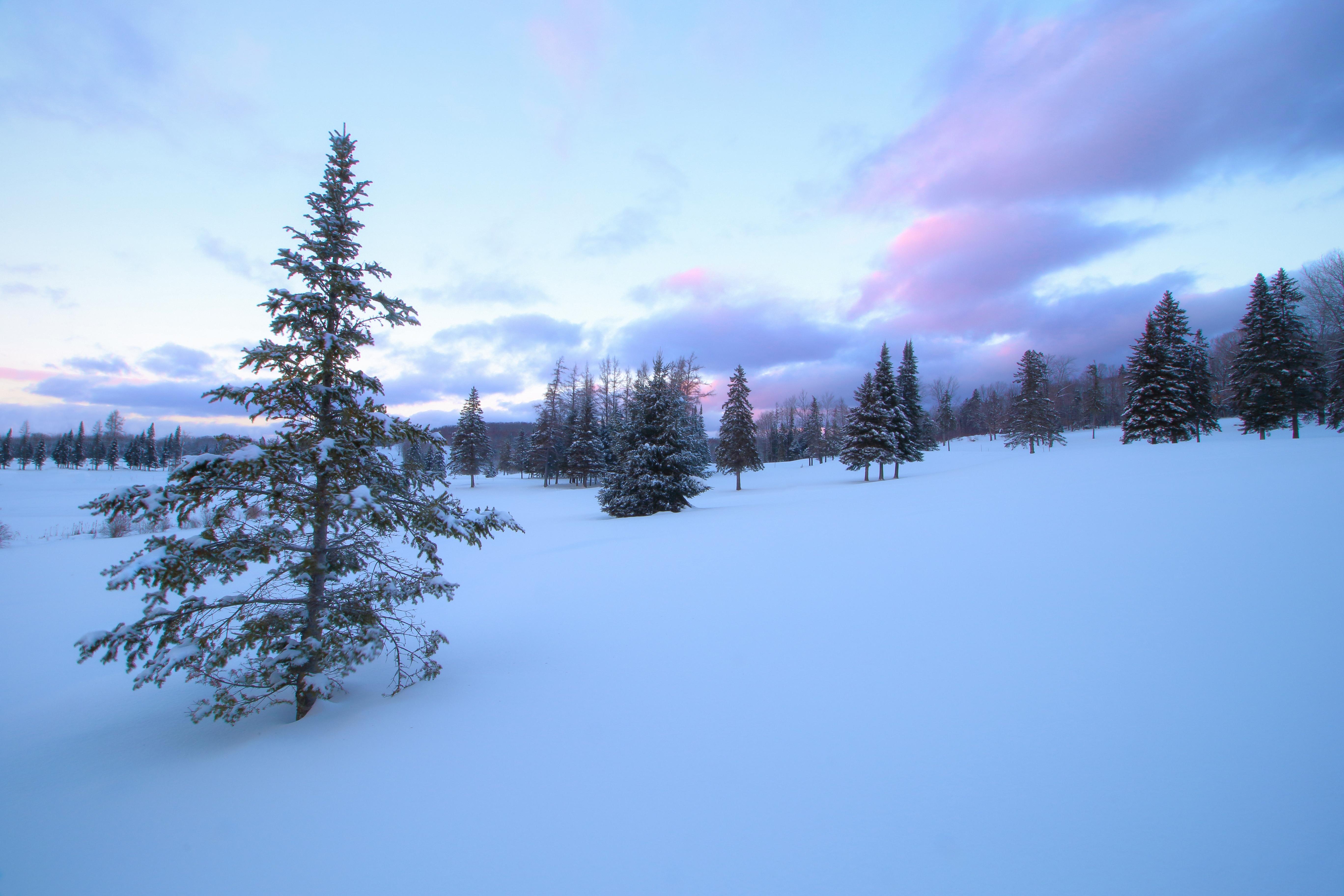 Wallpapers winter snow on trees snow on the field on the desktop