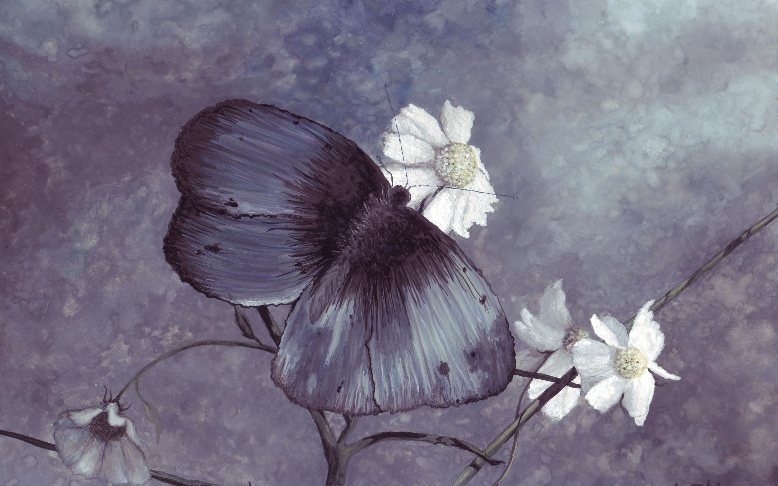 白花上的黑蝴蝶图画
