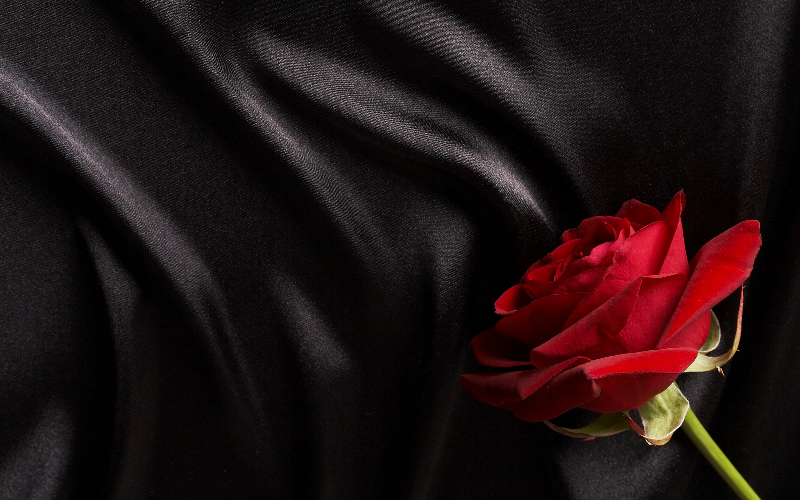 桌面上的壁纸红玫瑰 黑 背景