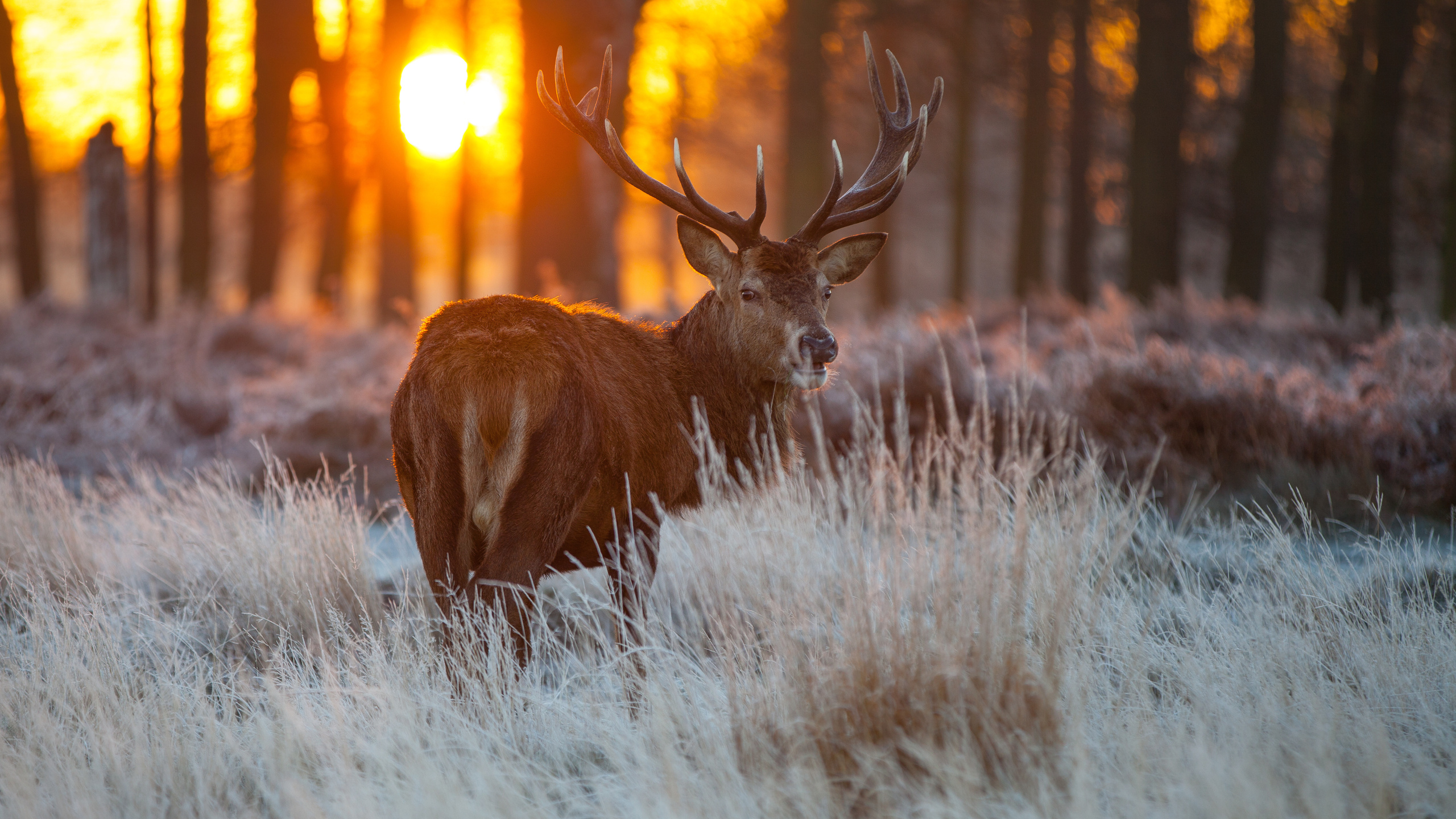 Wallpapers moose frost hoarfrost on the desktop