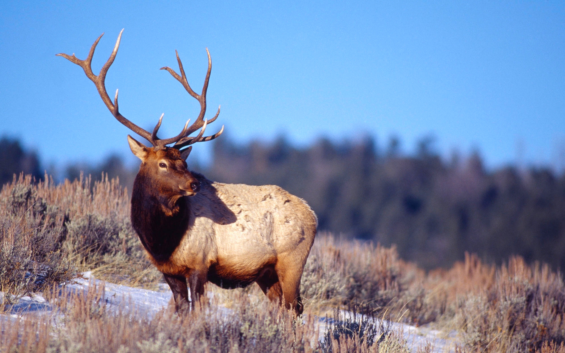 Wallpapers deer horns large on the desktop