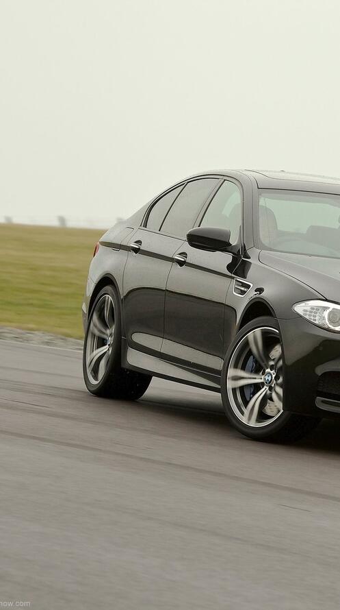 Бесплатное фото Черная беха