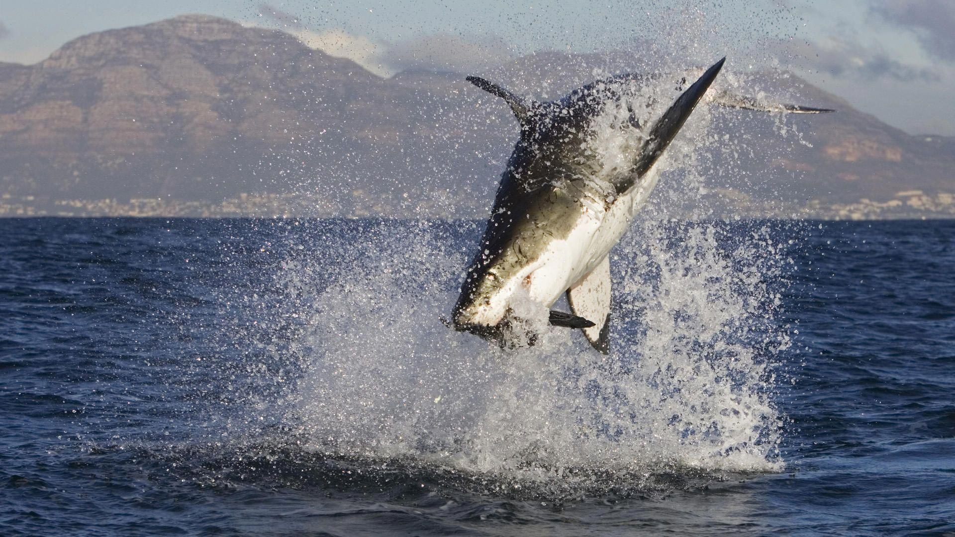 Wallpapers shark jump their waters on the desktop