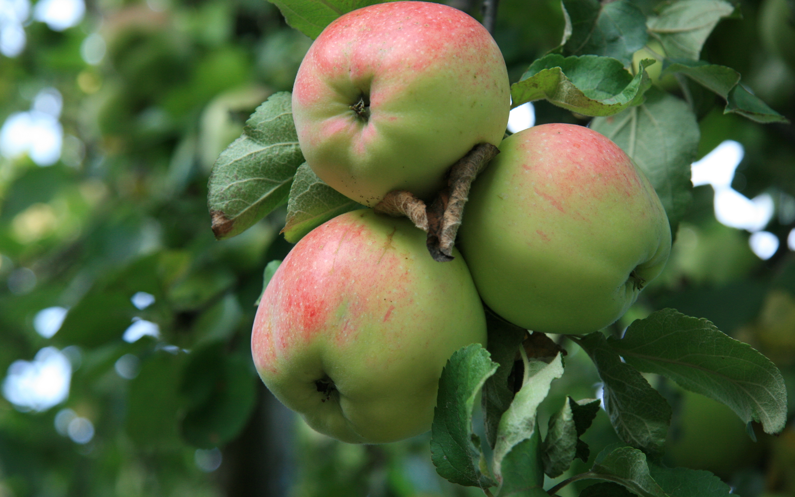 Wallpapers fruits apples apple on the desktop