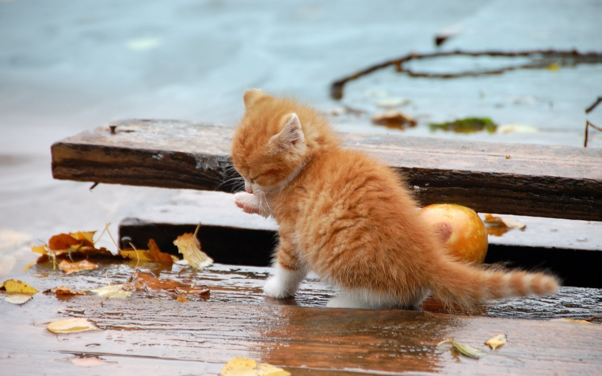 Wallpapers kitten red small on the desktop