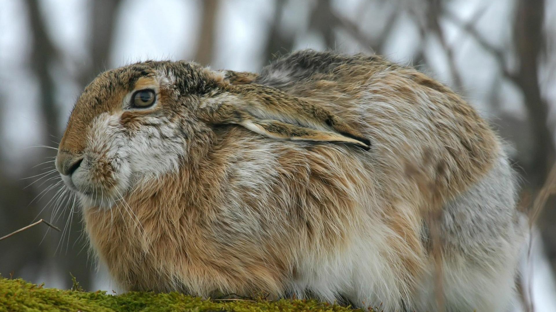 Wallpapers rabbit ears eyes on the desktop