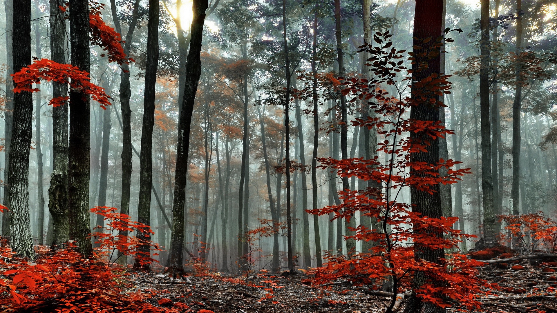 Wallpapers red bushes nature on the desktop