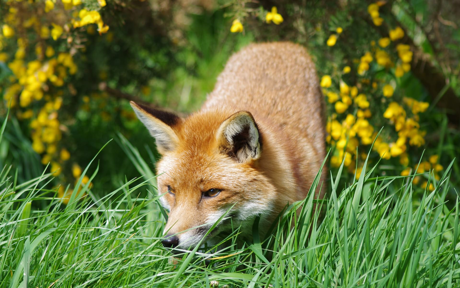 Wallpapers fox red muzzle on the desktop