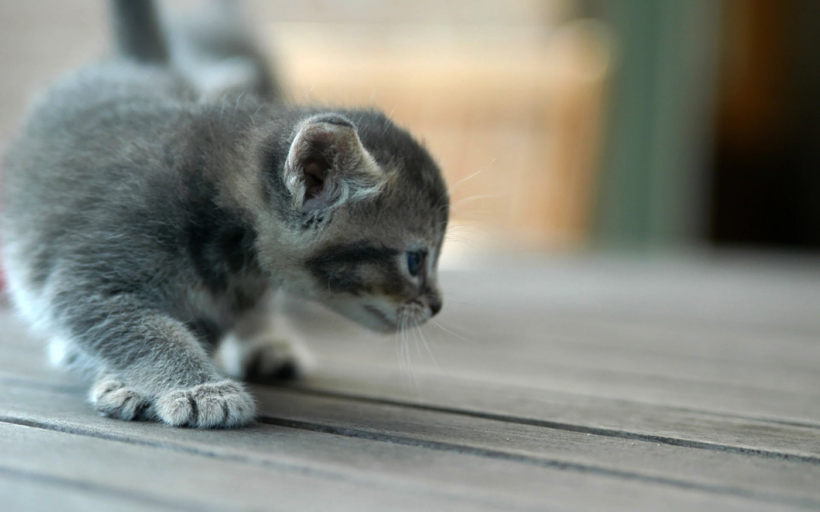 Free photo A little gray kitten