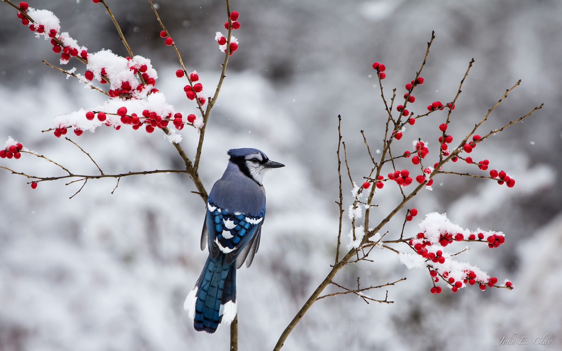 桌面上的壁纸冬季 雪 莓果