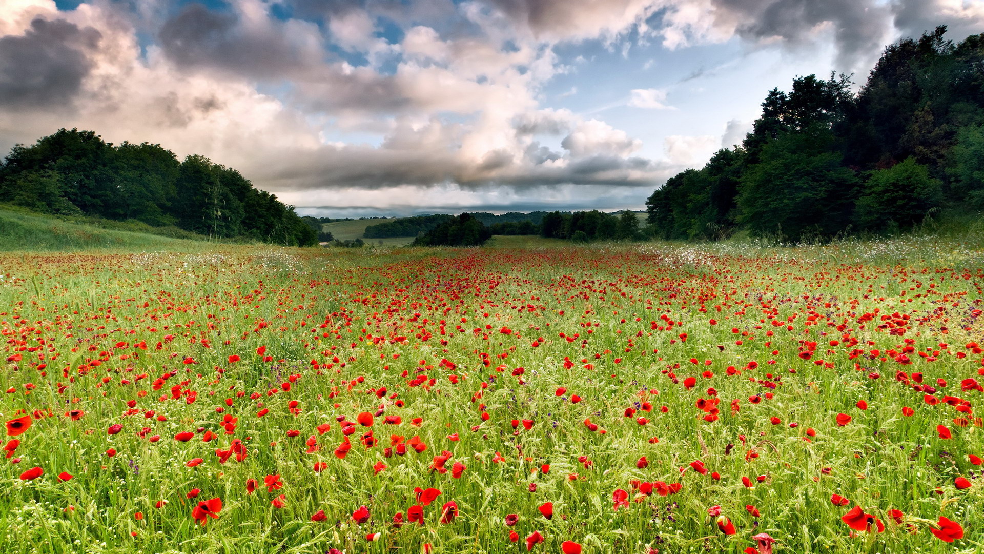 Wallpapers amapola flowers field on the desktop