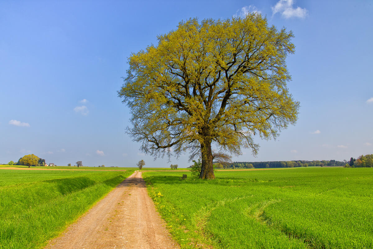 Дерево пейзаж фото Дерево пейзаж фото