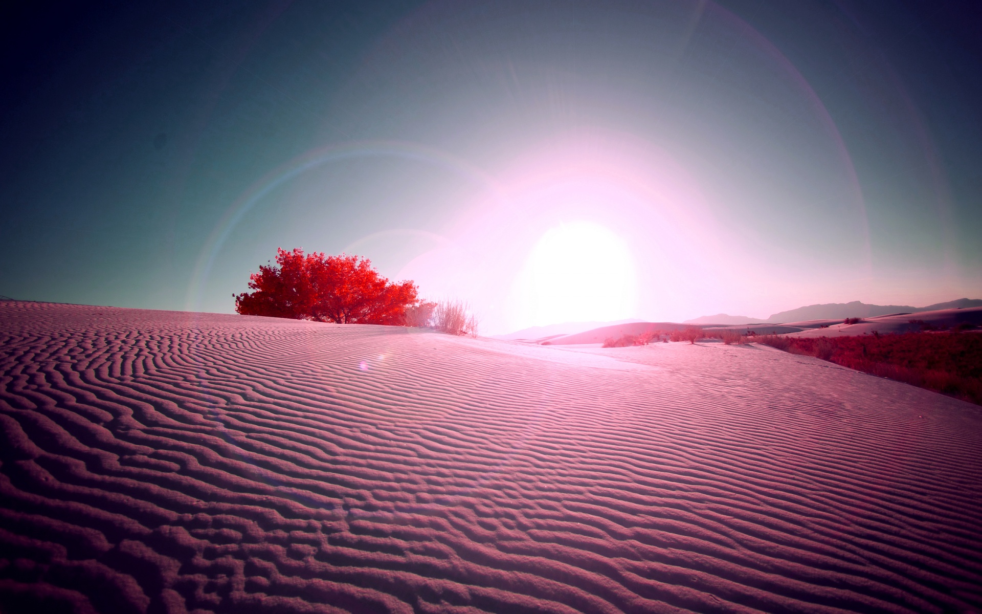 Wallpapers desert sand trees on the desktop