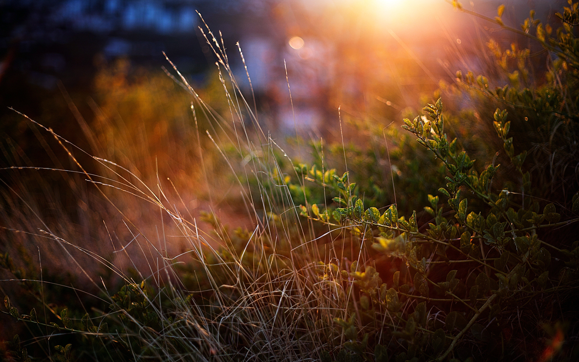 Wallpapers grass autumn rays on the desktop