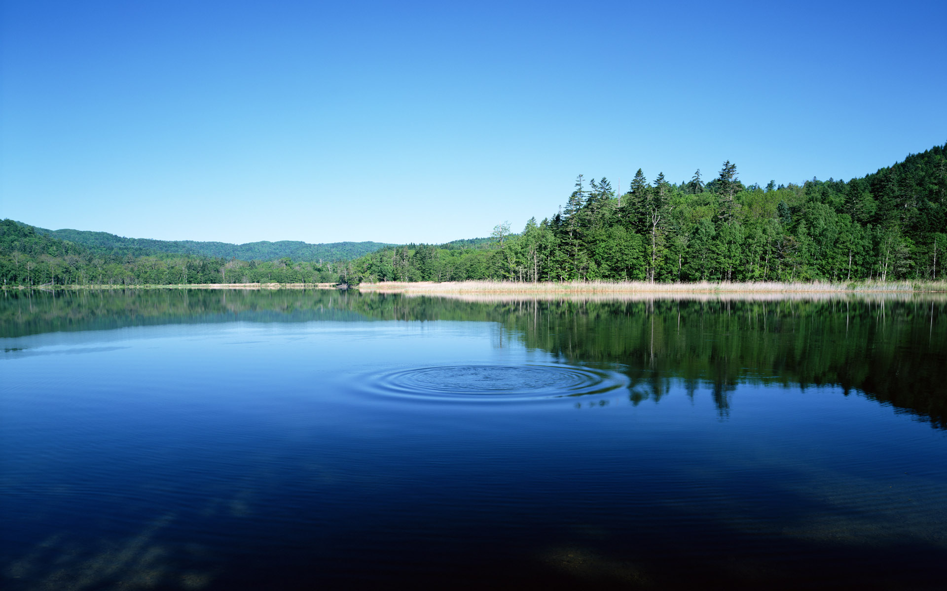 Wallpapers forest nature lakes on the desktop