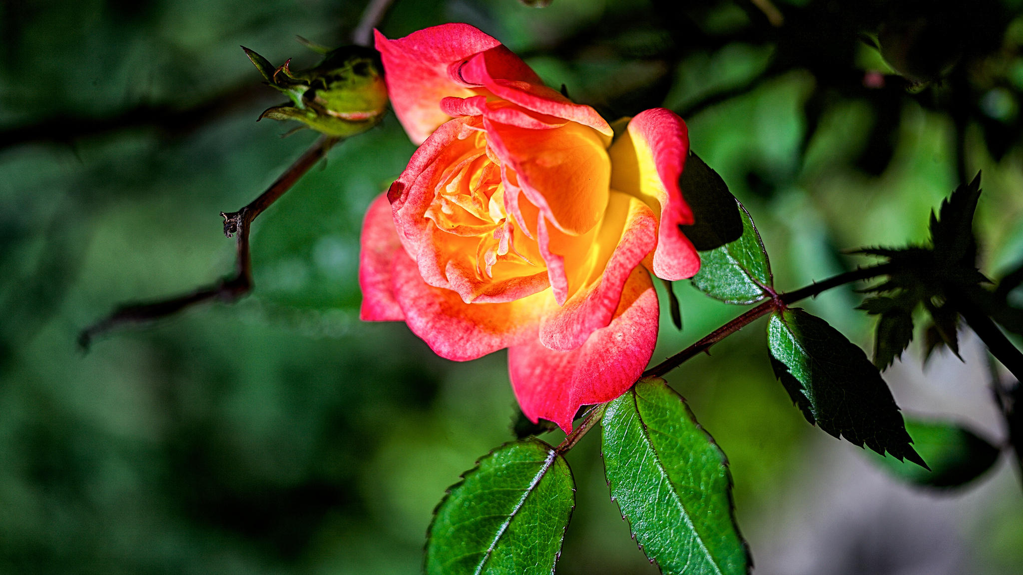 Обои роза листья бутон розы на рабочий стол