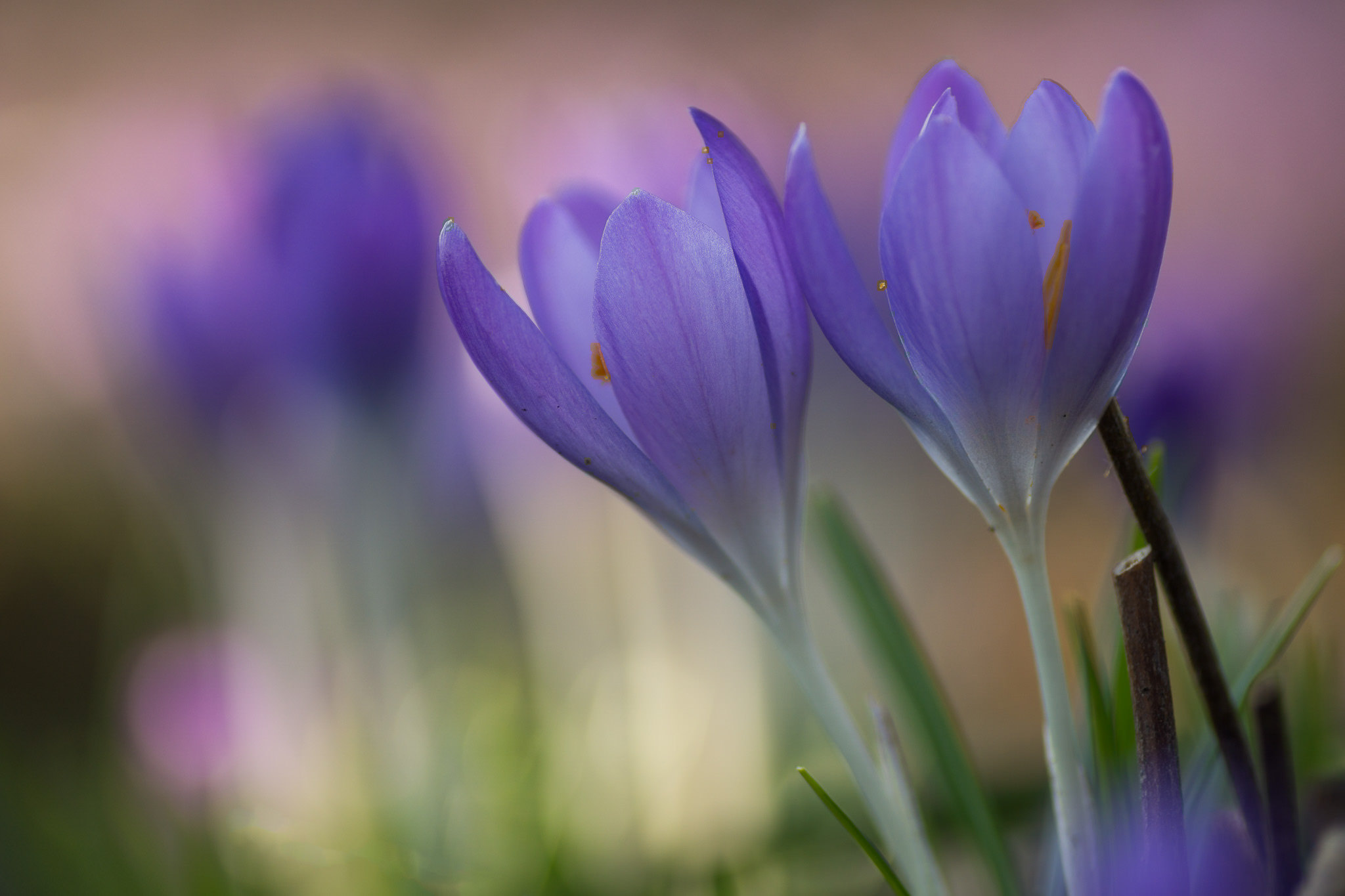 Wallpapers Crocus flowers macro on the desktop