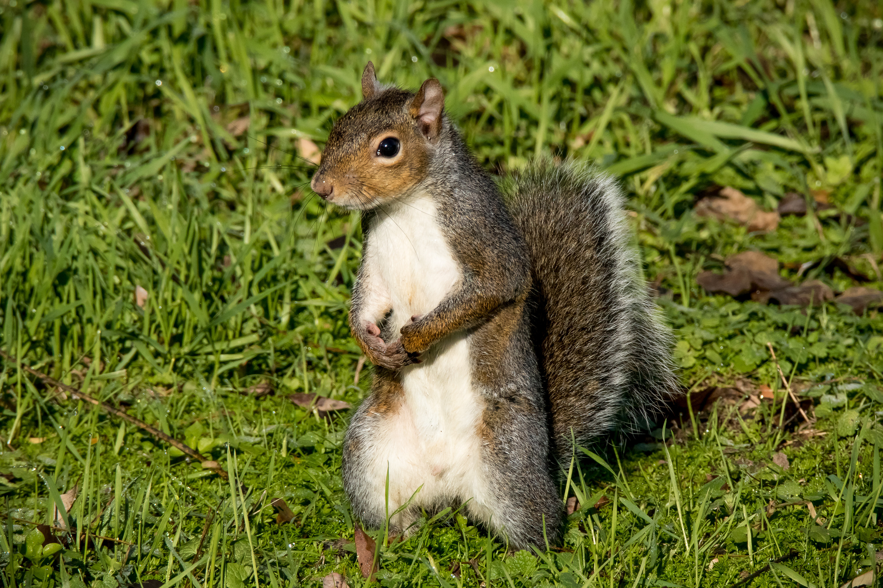 Wallpapers animal grass rodent on the desktop