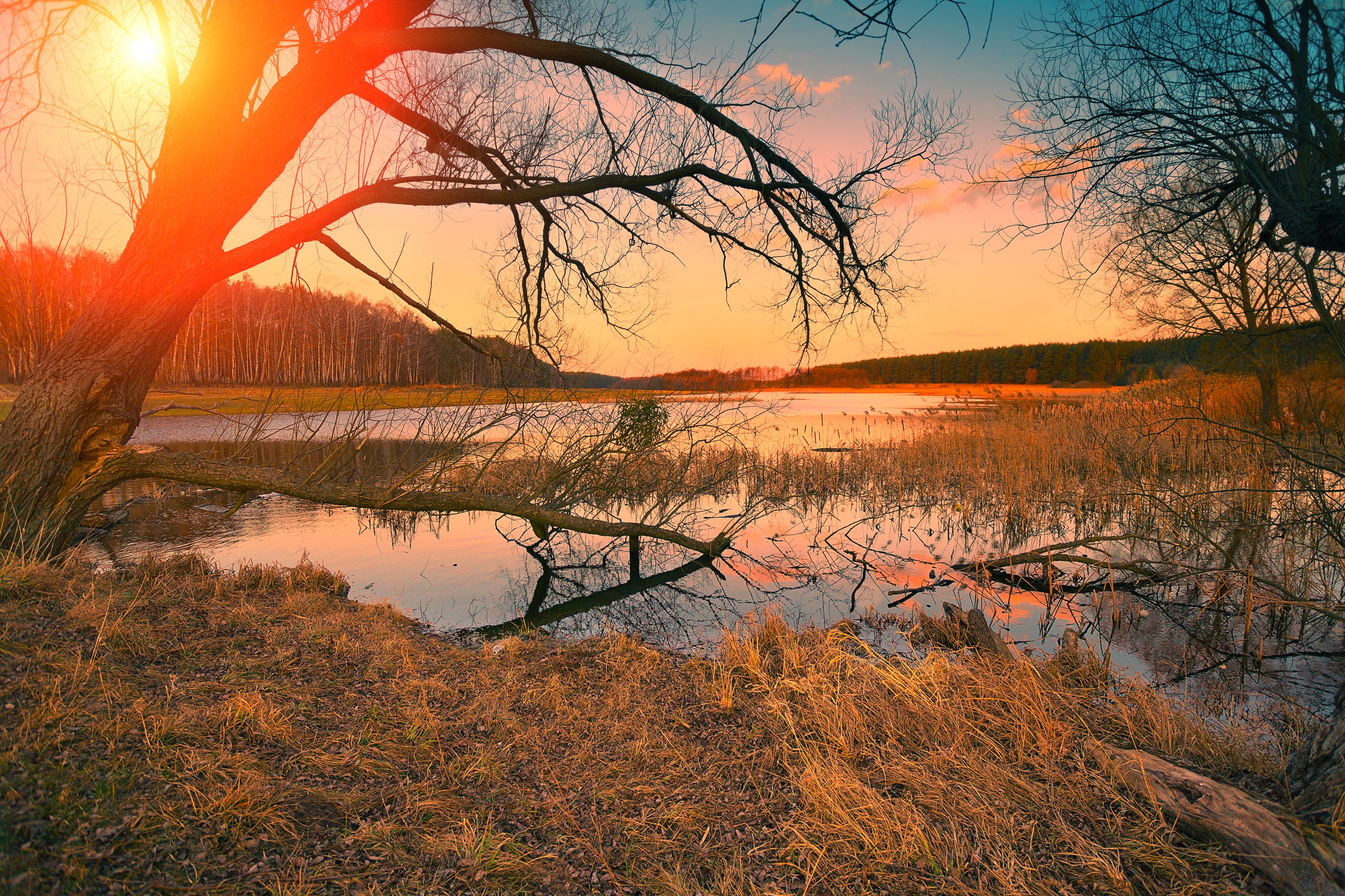 Wallpapers trees calmness sunset on the desktop