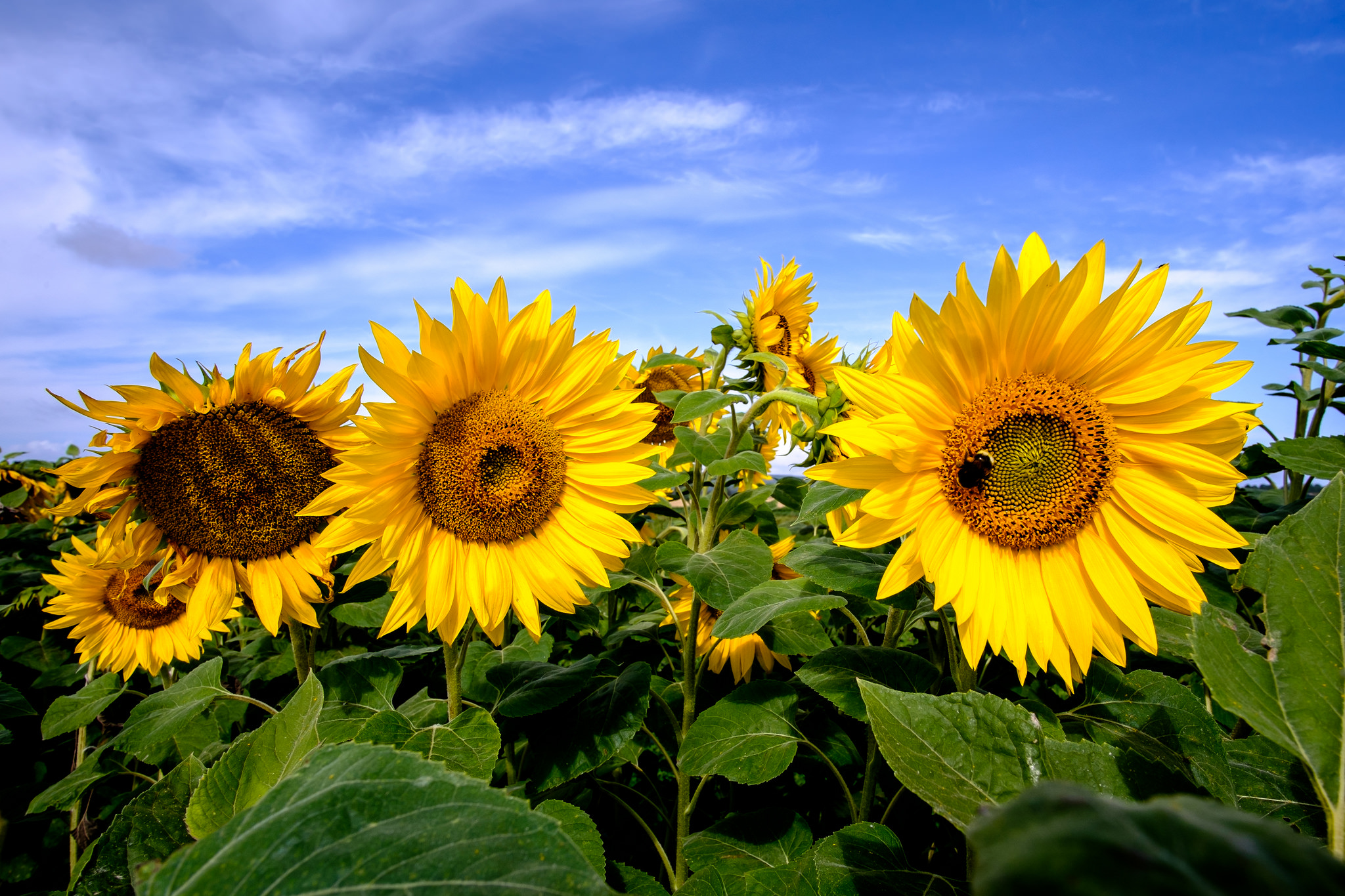 Wallpapers sunflowers flowers sunflower field on the desktop