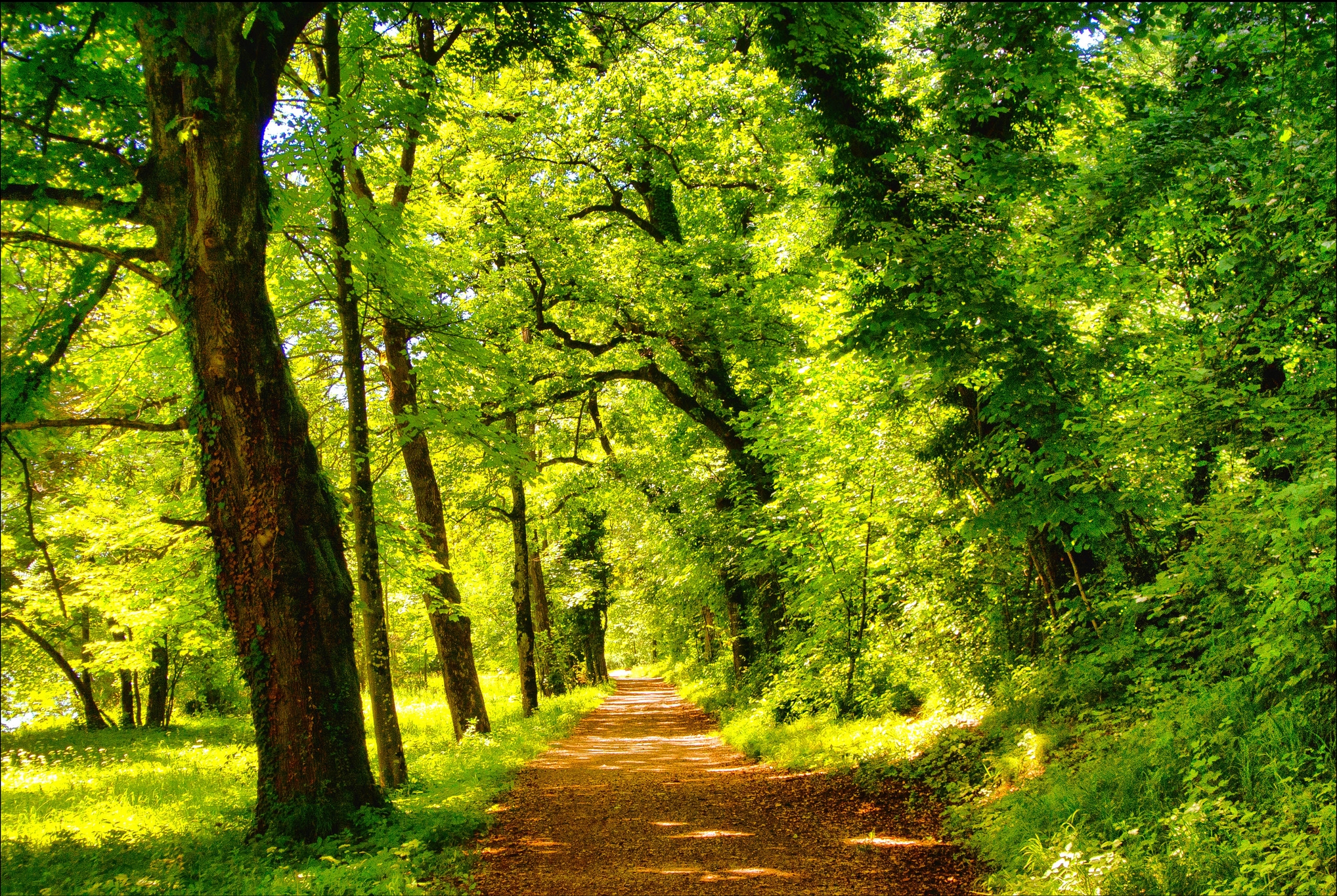 Wallpapers green foliage trail landscapes on the desktop