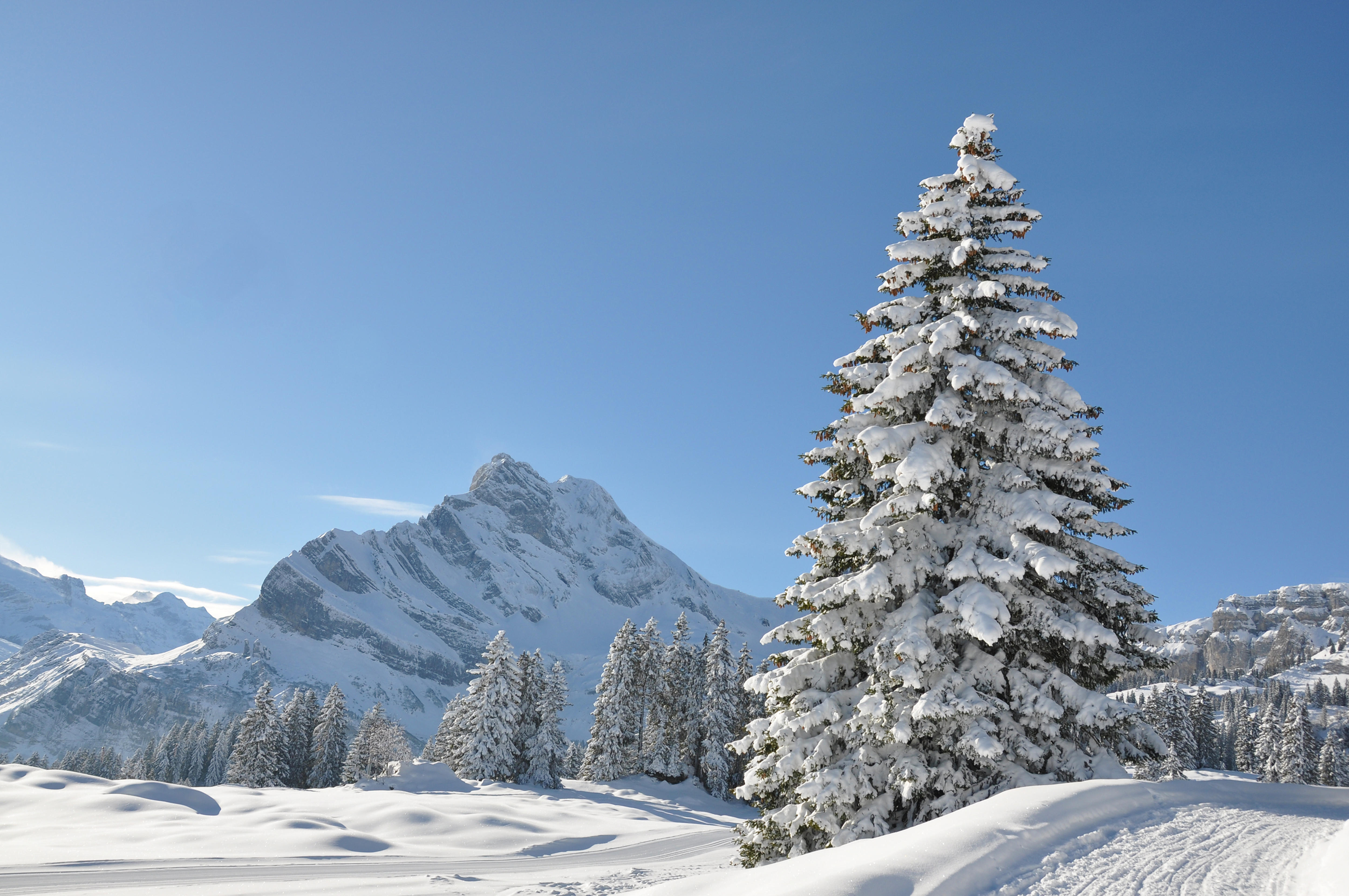 Wallpapers snow on the branches mountains snow on the desktop